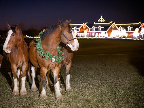 Three horses wearing festive wreaths stand in a field, with a brightly lit building decorated for the holidays in the background.
