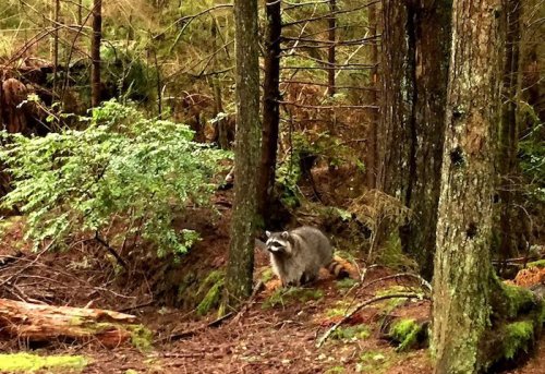 A raccoon stands among trees and foliage in a dense forest, surrounded by greenery and fallen leaves.
