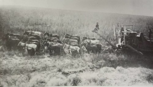 A vintage black-and-white photo of horses pulling a farming machine in a field, with a person operating it from above.