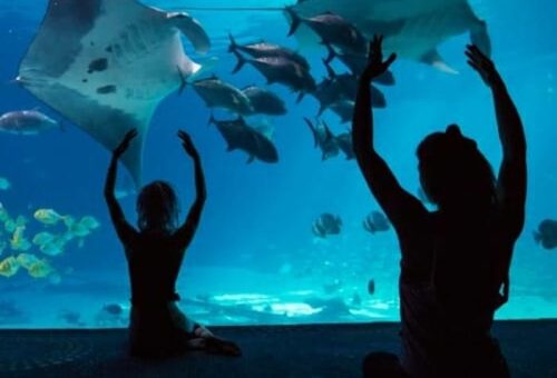 Two people sit by an aquarium, watching manta rays and fish swim gracefully in the blue water.