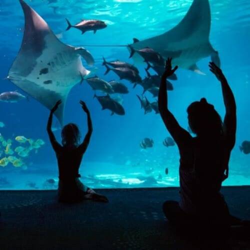 Two people sit by an aquarium, watching manta rays and fish swim gracefully in the blue water.