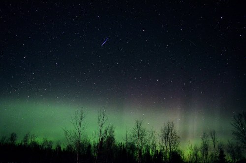 A starry night sky with green auroras and silhouettes of bare trees in the foreground.