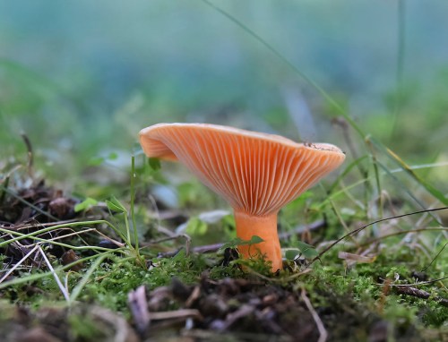 A close-up of a single orange mushroom growing on mossy ground, showcasing its gills and delicate texture.