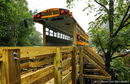 A yellow school bus parked on a wooden platform surrounded by trees and greenery.