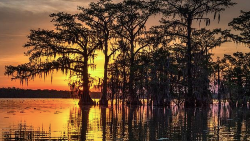 Sunset over a tranquil lake, with silhouetted trees draped in Spanish moss reflecting on the water's surface.