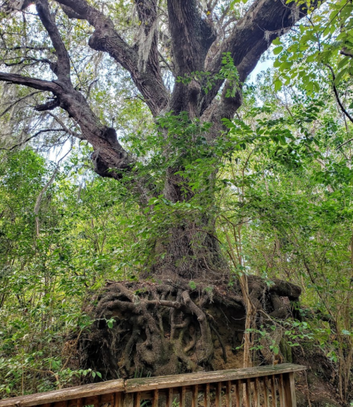 A large tree with exposed roots stands amidst lush greenery, with a wooden walkway in the foreground.