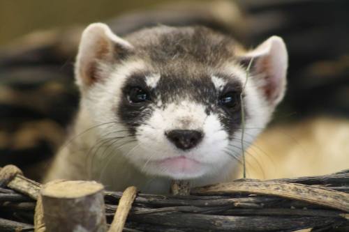 A close-up of a ferret's face, featuring its distinctive markings and bright eyes, peeking out from a woven basket.