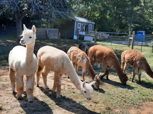 A group of alpacas grazing in a sunny field, with a small building and trees in the background.