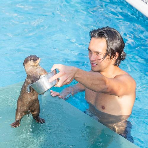 A man in a pool holds a bowl towards a standing otter, both enjoying a playful moment together.