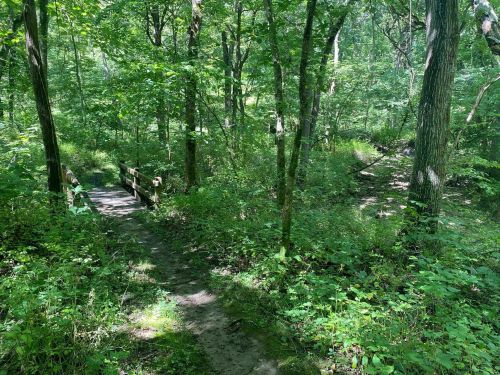 A serene forest path with a wooden bridge, surrounded by lush green trees and undergrowth.