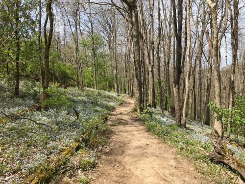 A winding dirt path through a forest, lined with blooming flowers and surrounded by trees in early spring.