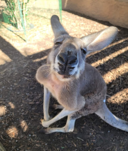 A close-up of a kangaroo looking curiously at the camera, with its ears perked up and a playful expression.