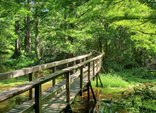 A wooden bridge curves over a serene, green landscape with lush trees and calm water below.