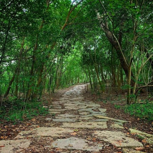 A winding stone path through a lush green forest, surrounded by tall trees and dense foliage.