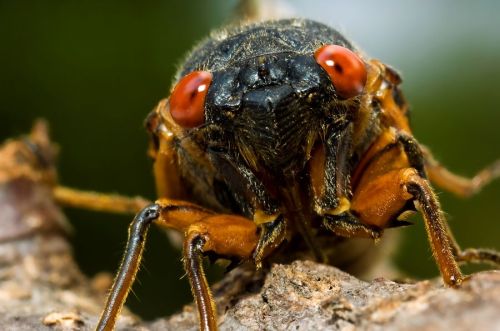Close-up of a cicada with prominent red eyes and detailed texture on its body, perched on a branch.