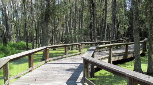 A wooden boardwalk winding through a lush, green swamp with tall trees and moss hanging from branches.