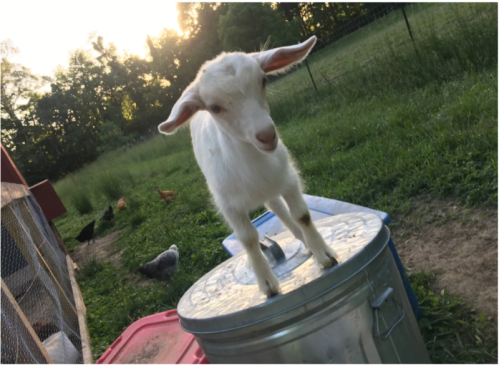 A young goat stands on a metal container in a grassy field, with chickens roaming in the background.