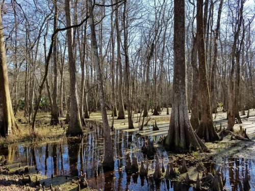 A serene swamp scene with bare trees, still water, and cypress knees emerging from the ground under a clear blue sky.