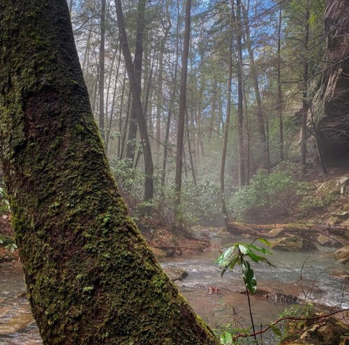 A serene forest scene with a moss-covered tree, a flowing stream, and mist rising among the trees.