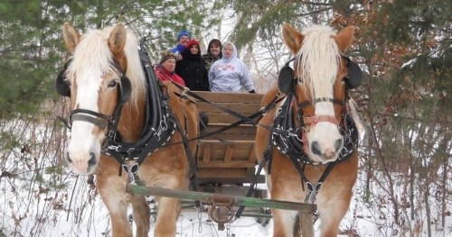 A group of people smiles from a wooden sled pulled by two horses in a snowy, wooded area.