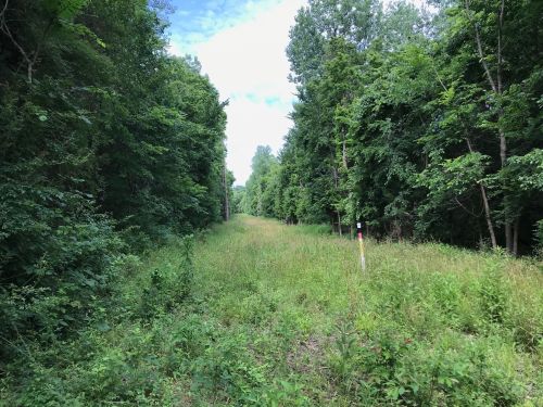 A grassy path lined by dense trees under a blue sky, creating a serene natural landscape.