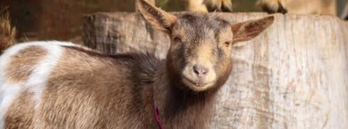 A close-up of a smiling brown goat with white markings, standing near a wooden log.