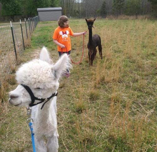 A girl in an orange shirt walks an alpaca and a llama on leashes in a grassy field.