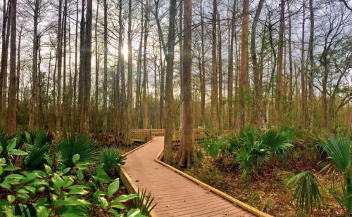 A wooden boardwalk winds through a lush forest with tall trees and green plants, illuminated by soft sunlight.