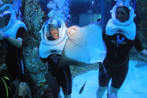 Two people in underwater helmets interact with a stingray in an aquarium, surrounded by colorful fish and bubbles.