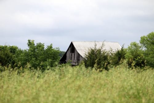 A weathered barn partially obscured by tall grass and greenery under a cloudy sky.