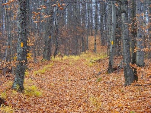 A forest path covered in orange and yellow leaves, flanked by trees with yellow markers.