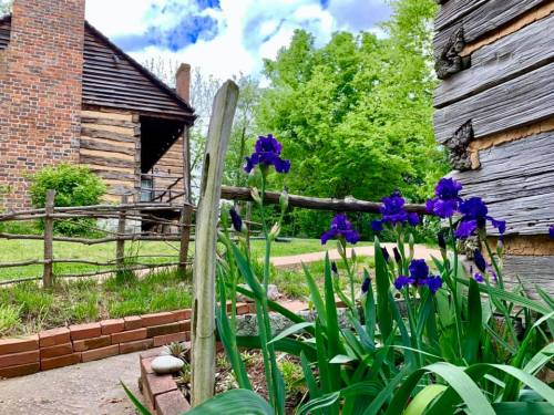A rustic cabin with a wooden fence, surrounded by vibrant purple irises and lush greenery under a partly cloudy sky.