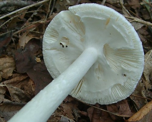 Close-up of a white mushroom cap and stem, resting on a bed of brown leaves and soil.