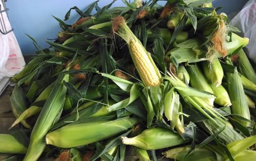 A pile of fresh corn on the cob, with one ear of corn prominently displayed among the husks.