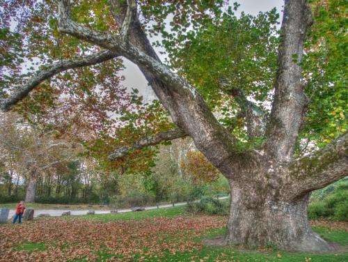 A large tree with sprawling branches and autumn leaves, with a person standing nearby in a park setting.