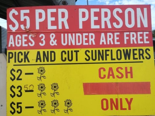 Sign advertising sunflower picking: $5 per person, free for ages 3 and under, cash only, with pricing details listed.
