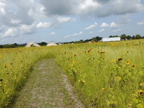 A winding path through a field of sunflowers under a partly cloudy sky.