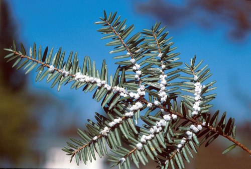 Close-up of evergreen needles with white, cottony masses, likely indicating a pest infestation. Blue sky in the background.