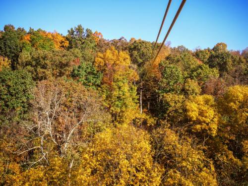 Aerial view of a vibrant forest in autumn, showcasing a mix of green, yellow, and orange foliage under a clear blue sky.