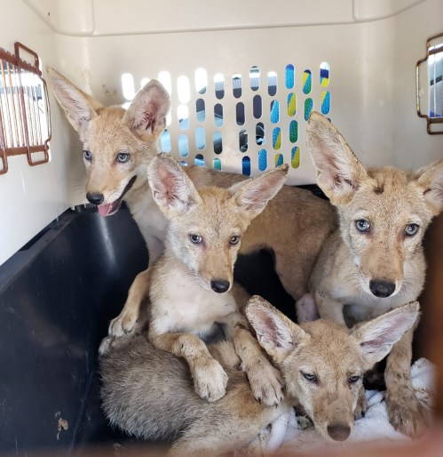 Four young foxes huddle together inside a pet carrier, with their large ears and playful expressions visible.