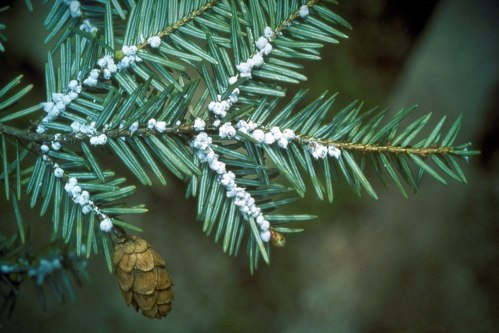 Close-up of a pine branch with green needles, a pine cone, and white, cottony pests on the foliage.