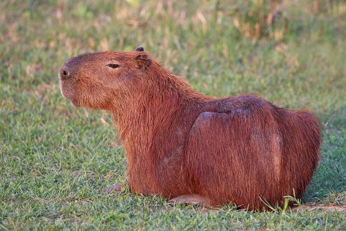 A capybara sitting on green grass, showcasing its brown fur and rounded body in a natural setting.