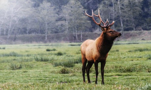 A majestic elk stands in a grassy field, surrounded by trees in a misty landscape.