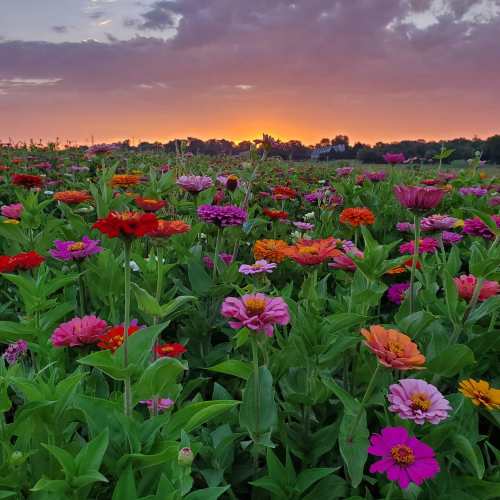 A vibrant field of colorful flowers at sunset, with a mix of reds, pinks, and oranges against a purple sky.