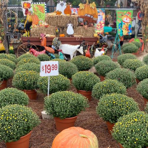 Colorful fall display with potted mums, pumpkins, and festive decorations in a garden center. Price sign: $19.99.
