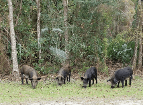 Four wild boars grazing on grass in a wooded area, surrounded by trees and greenery.