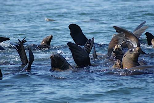 A group of sea lions swimming and playing in the water, with their flippers and heads visible above the surface.