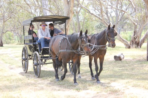 A horse-drawn carriage with passengers rides through a grassy area surrounded by trees.