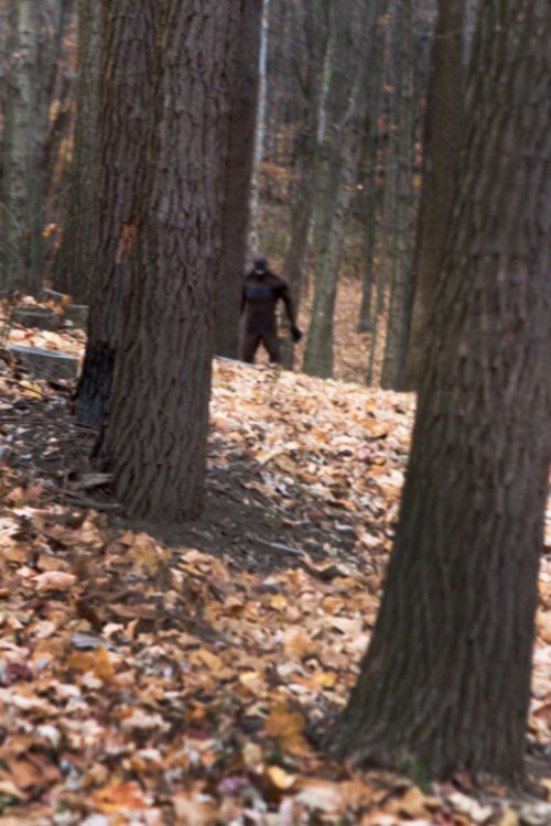 A shadowy figure stands among trees in a forest covered with fallen leaves, creating a mysterious atmosphere.