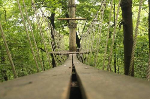 A wooden suspension bridge stretches through a lush green forest, surrounded by trees and foliage.